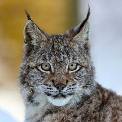 Lynx - projet sanctuaires méthodologie