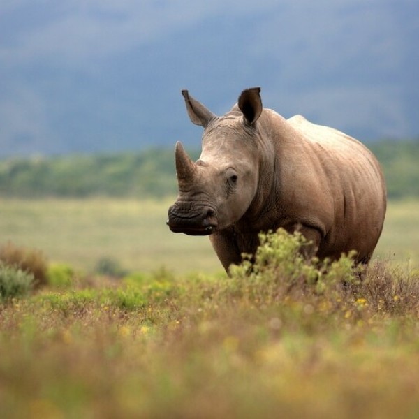 RHINOCEROS-shutterstock_618790130